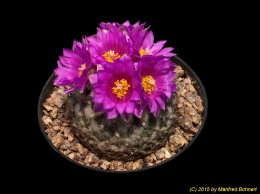 Encephalocarpus strobiliformis 1048